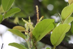Terminalia pallida